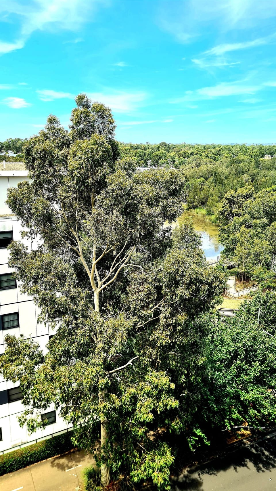 Balcony View
