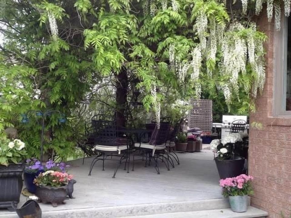 Lulu's back yard