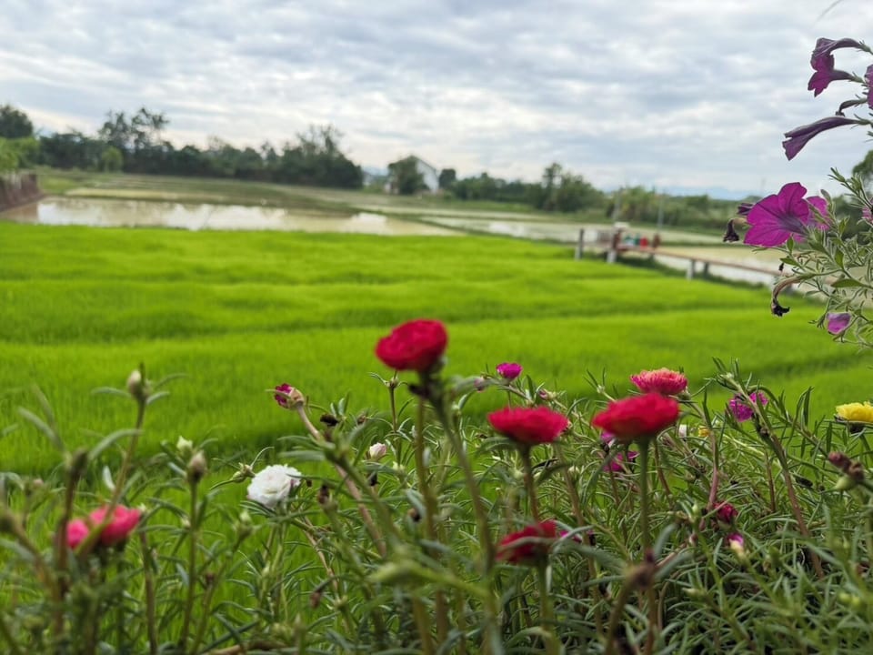 Classic Room, Hill View | Terrace/patio