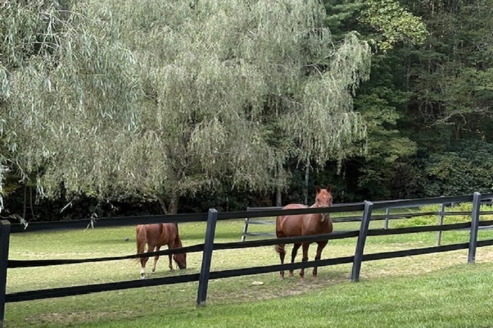 Georgia and Ruby, resident Tennessee Walking horses