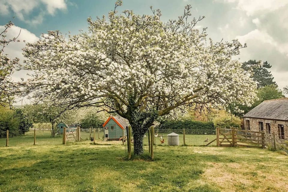 One of the trees in the beautiful orchard, outside your cottage. 
