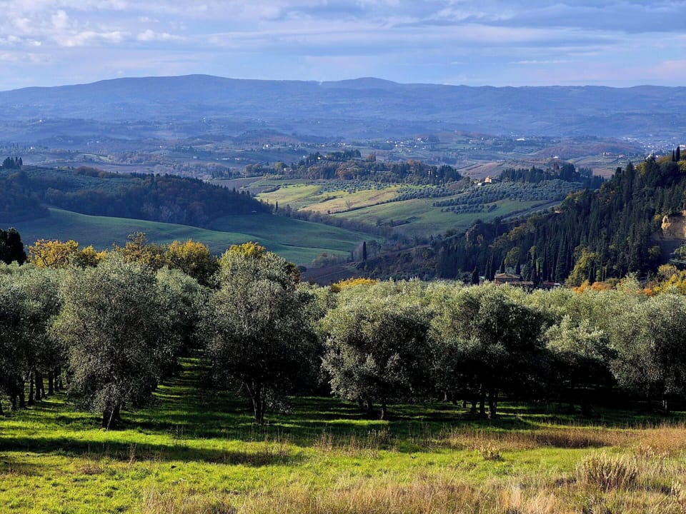 Tree, Natural Environment, Grass, Nature, Leaf, Hill, Natural Landscape, Vegetation, Grassland, Plain