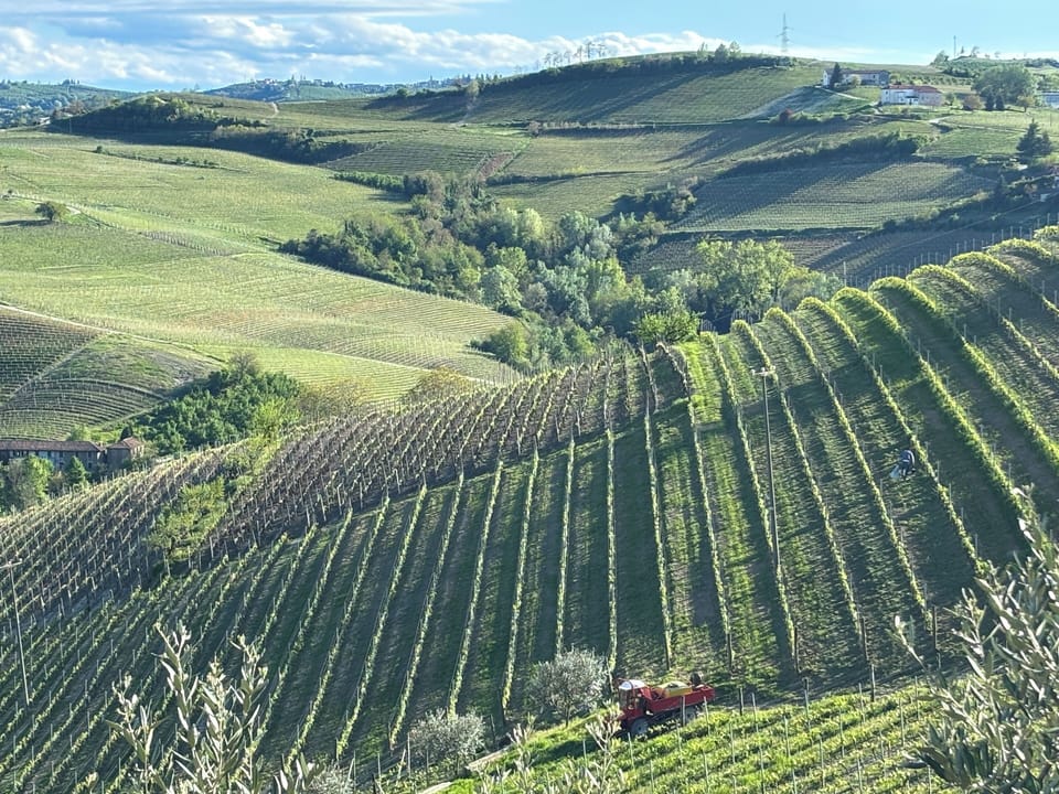Vineyard all around