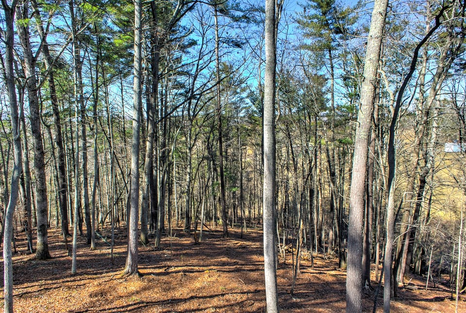 Oceans of Evergreen | View of Forest from Deck