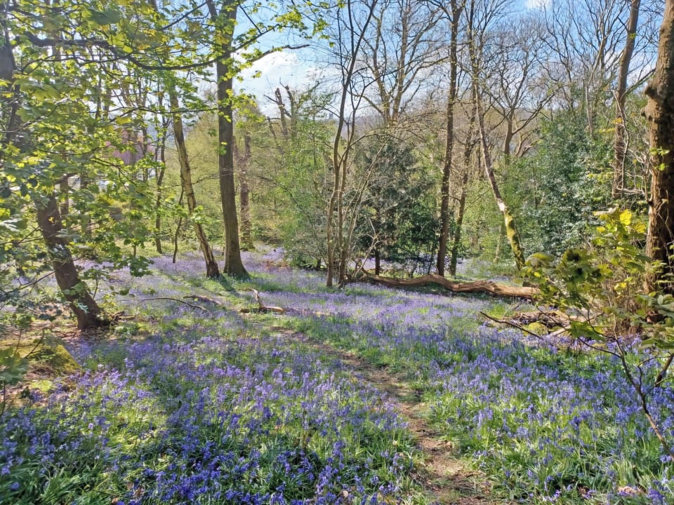 Beautiful nearby woodland walks | Treetops, Baildon