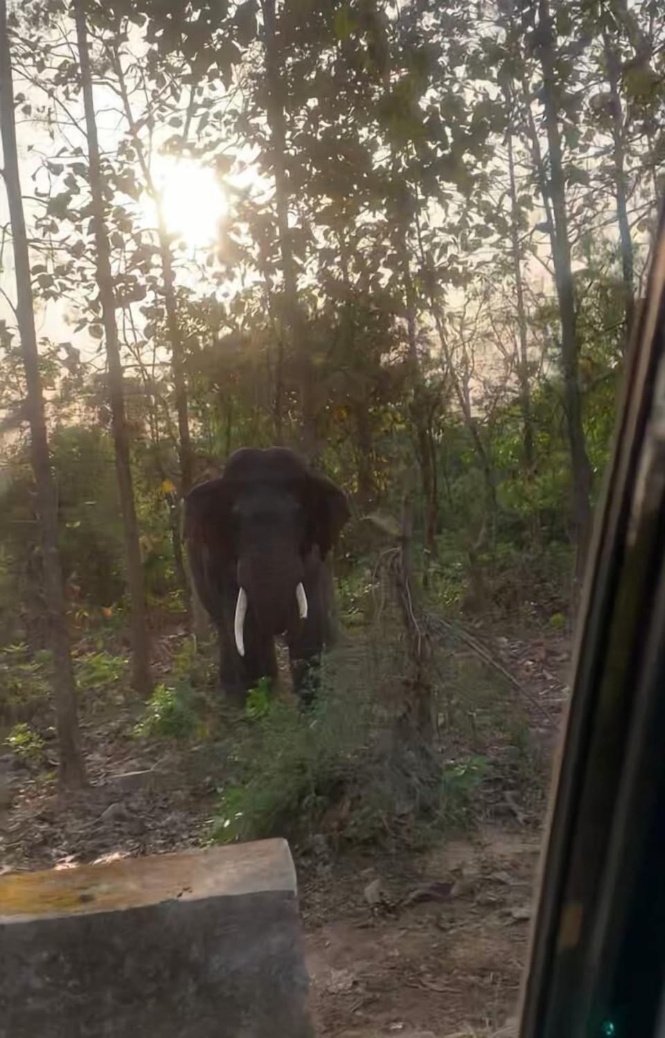 Safari