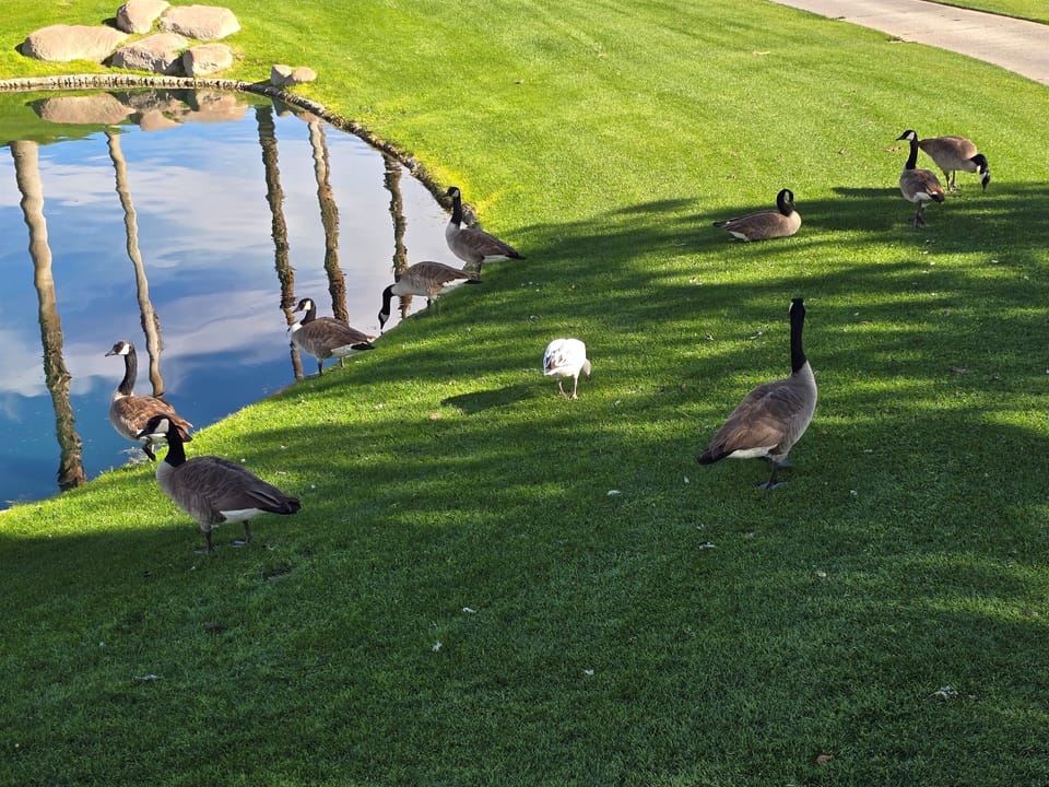 full time residents