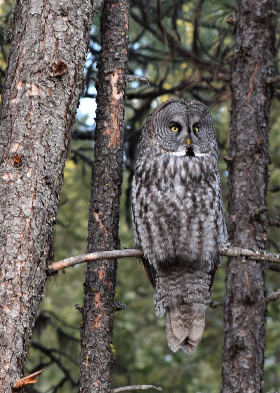 Great Grey Owl photographed on the property.