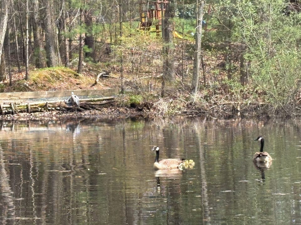 Here are "your heron and geese"
Mother Nature abounds.