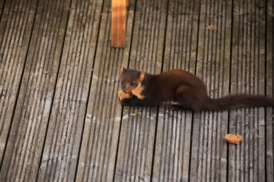 Pine Marten eating toast on decking