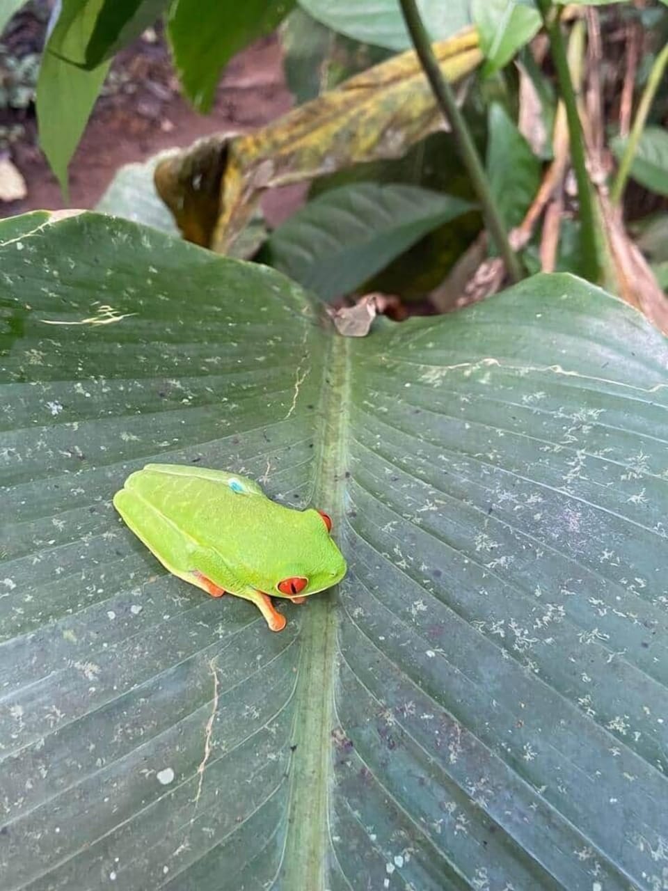 In the rain forest