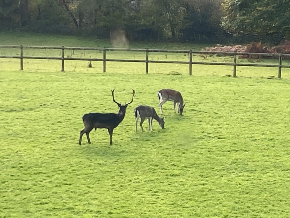 Deer visiting as normal