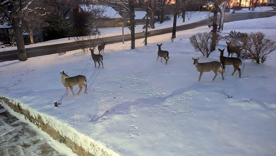 The neighborhood has several wooded areas, and the deer pass right through our yard on a regular basis.