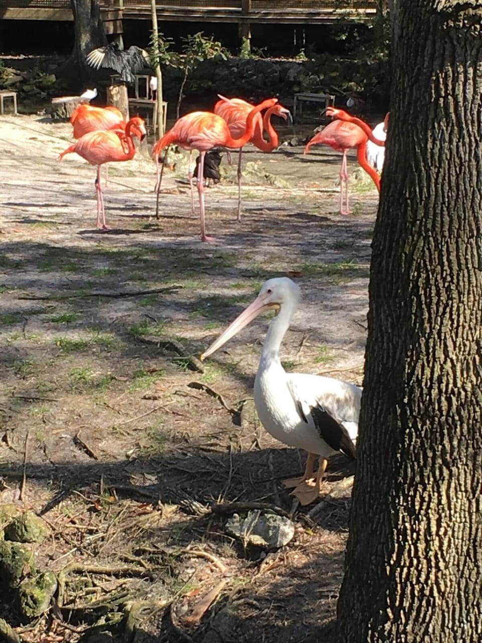 Flamingos