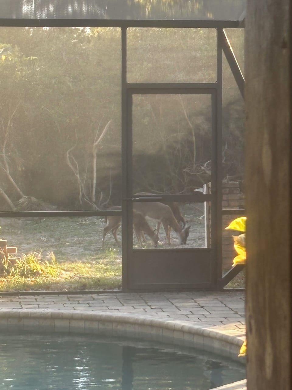 Afternoon visitors in the backyard