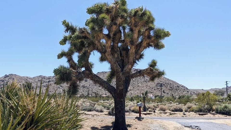 Another view of the gorgeous Joshua Trees!
