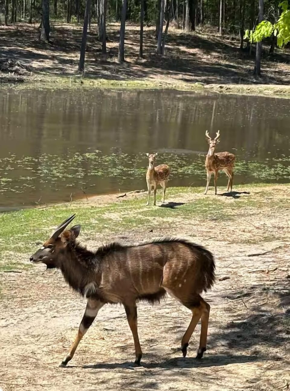 Front yard wildlife