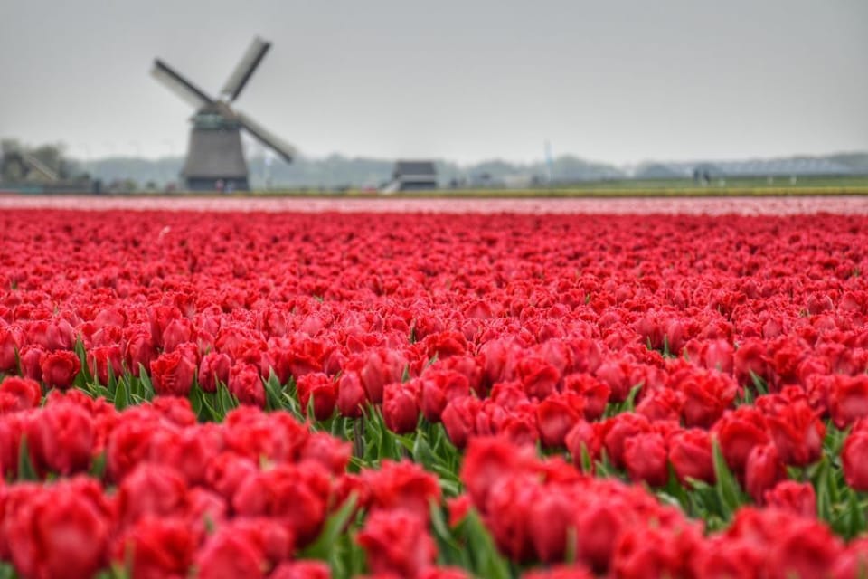 Typisch Noord-Hollands plaatje
