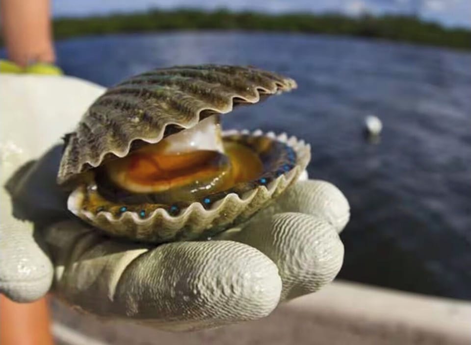 Scalloping in Crystal River 
Experience the excitement of seasonal scalloping.