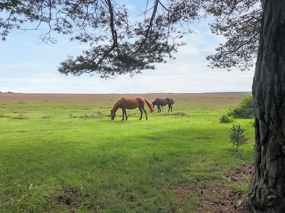 New Forest | Jasmine Cottage, Lyndhurst, near Brockenhurst