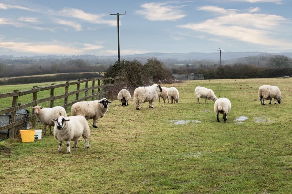 Say hello to the sheep