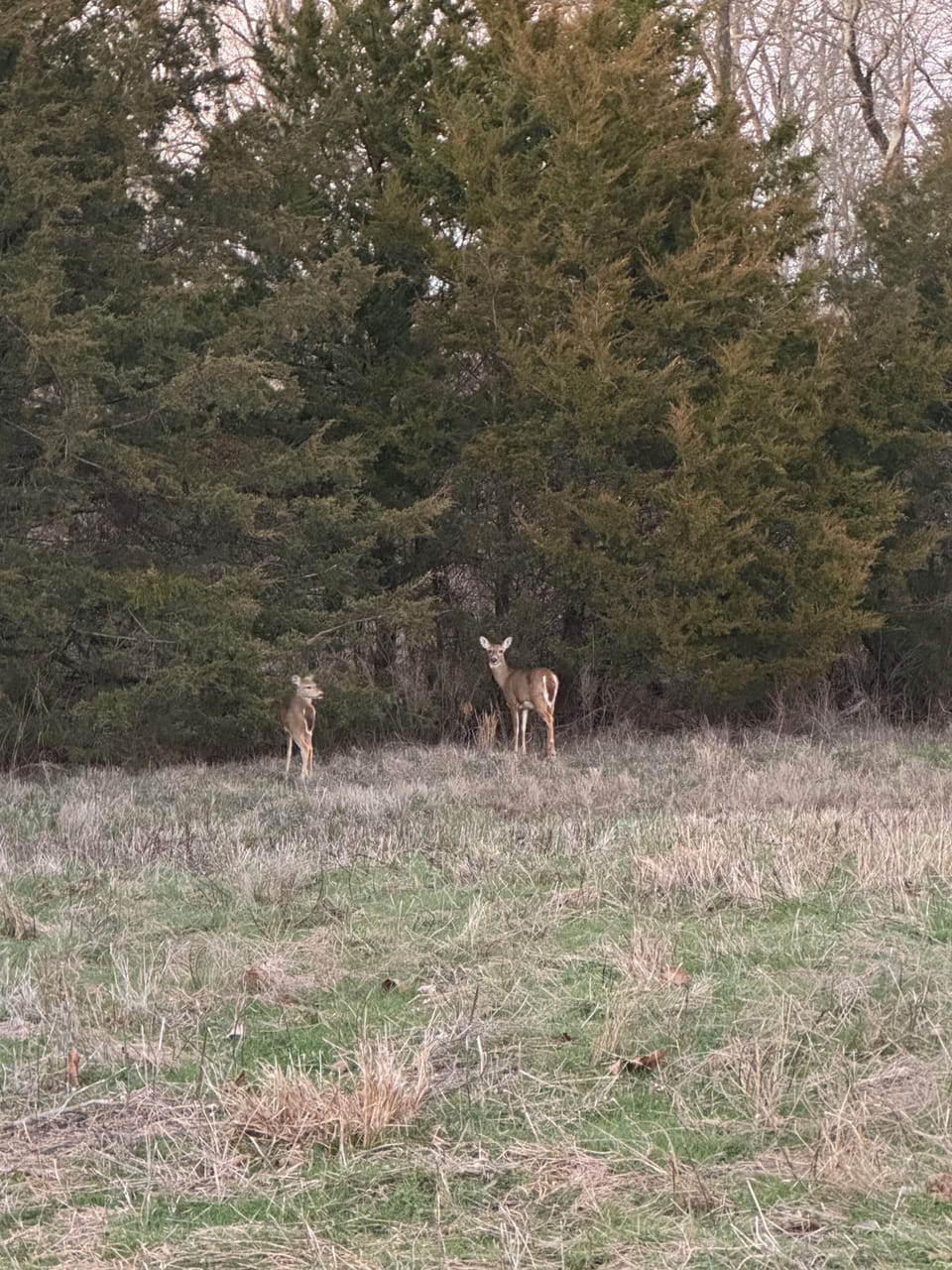 Deer on cabin driveway