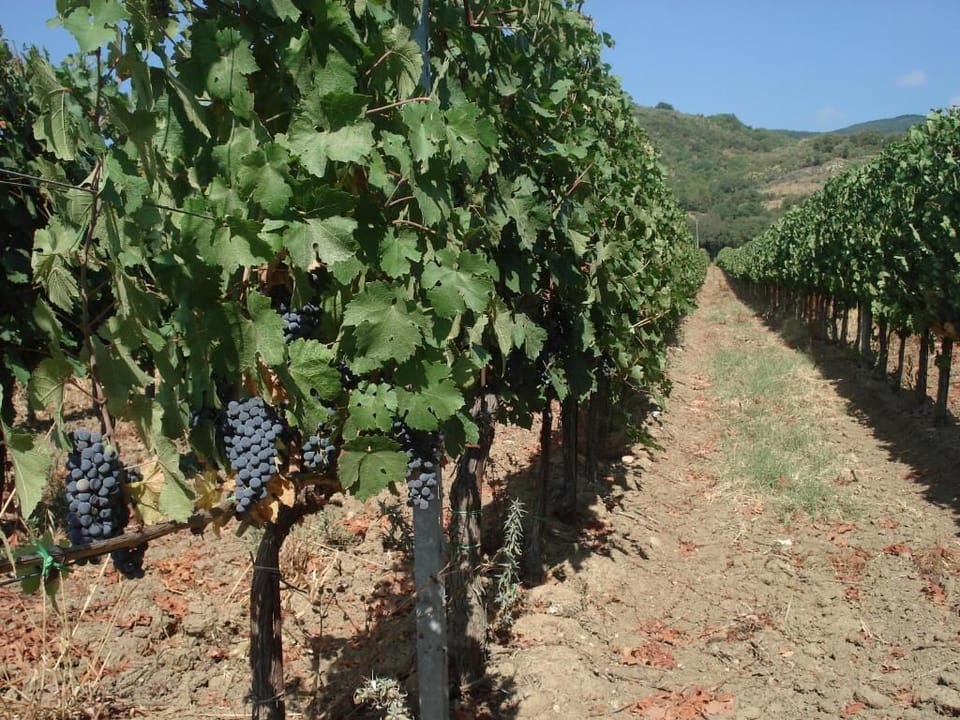 Vineyard