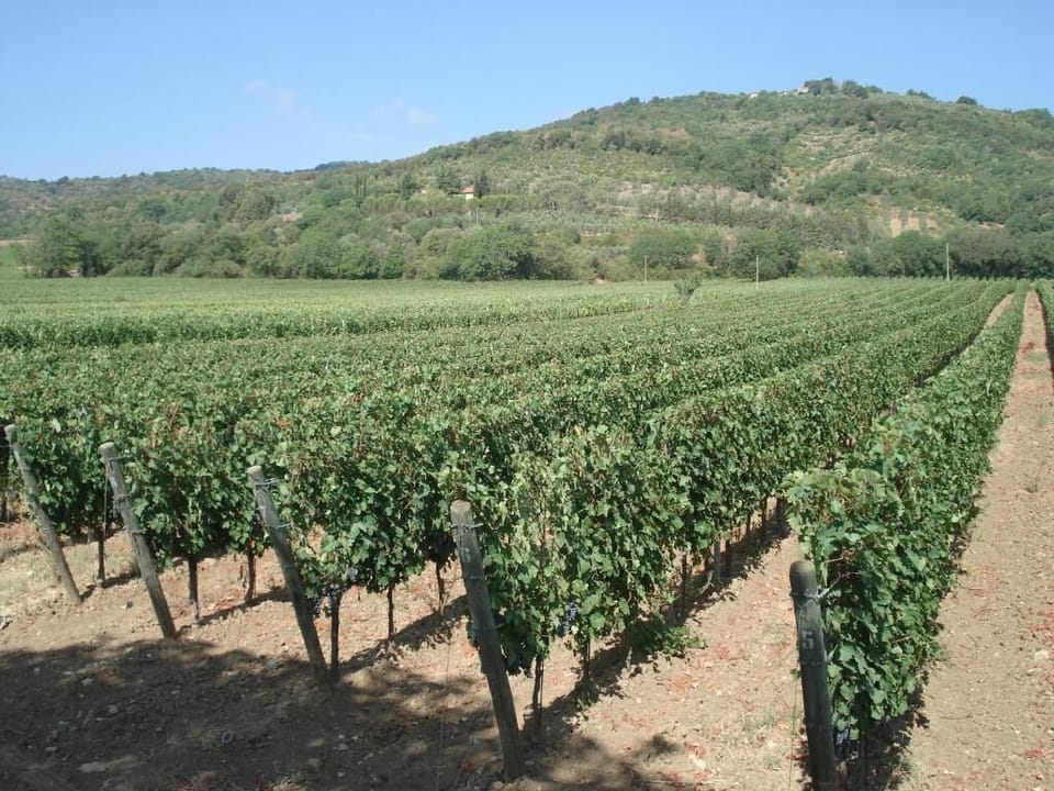 Vineyard