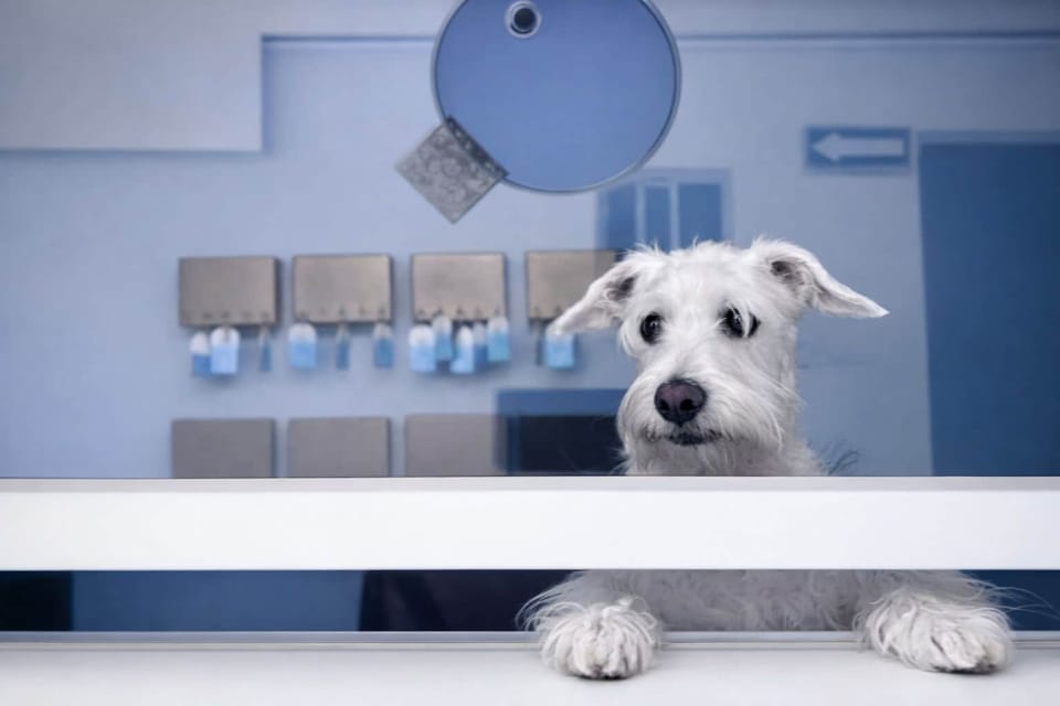 Pet-friendly