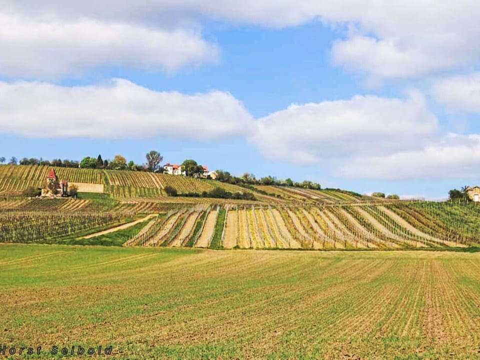 Green, Agriculture, Field, Plain, Natural Landscape, Plantation, Rural Area, Grassland, Land Lot
