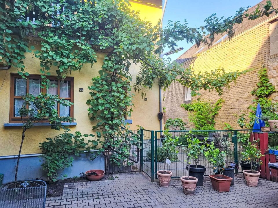 Green, Shrub, Flowerpot, Spring, Houseplant, Garden, Yard, Courtyard, Backyard