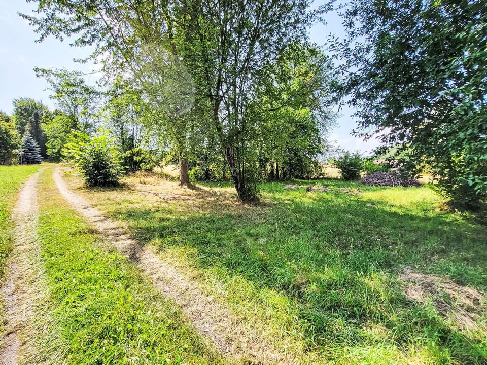 Green, Grass, Leaf, Tree, Vegetation, Natural Landscape, Summer, Shrub, Grassland, Plain