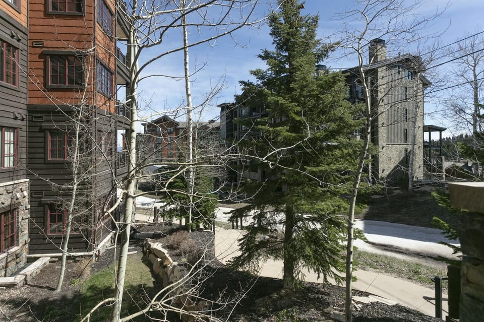 Tree, Fir, Neighborhood, City, Urban