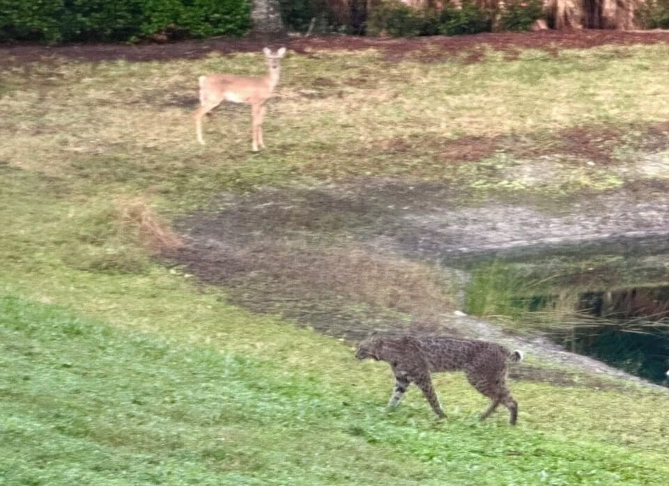 deer & bobcat at lanai pond