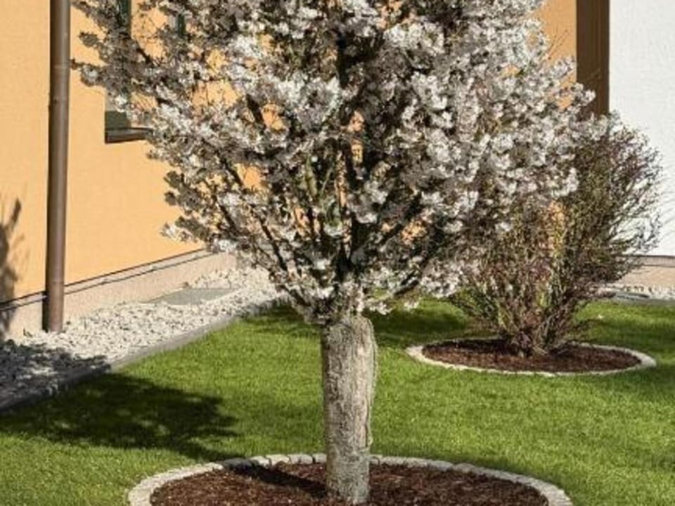 Apartment | Garden