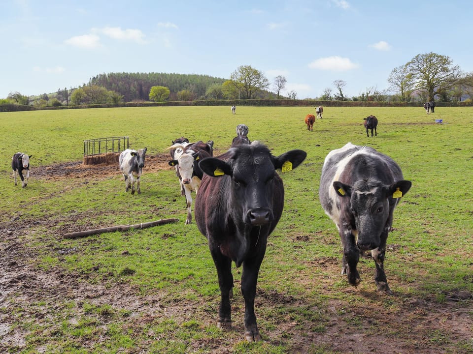 Double bedroom | Towy Cottage - Ffynnongrech Farm Cottages, Talley, near Llandeilo