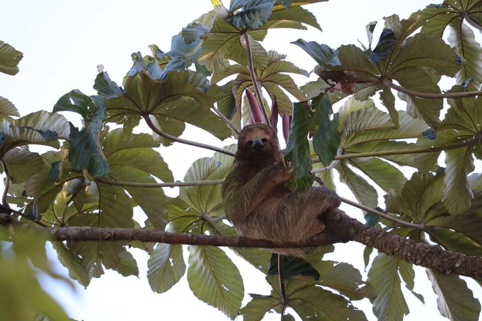 The ever elusive sloth.  Kind of a star around these parts.