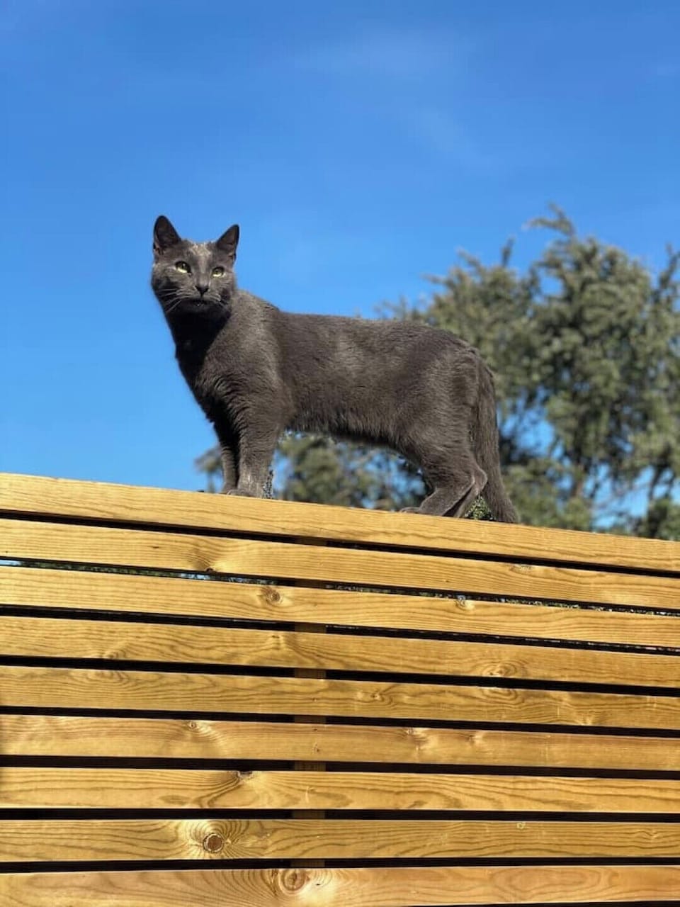 Family cat