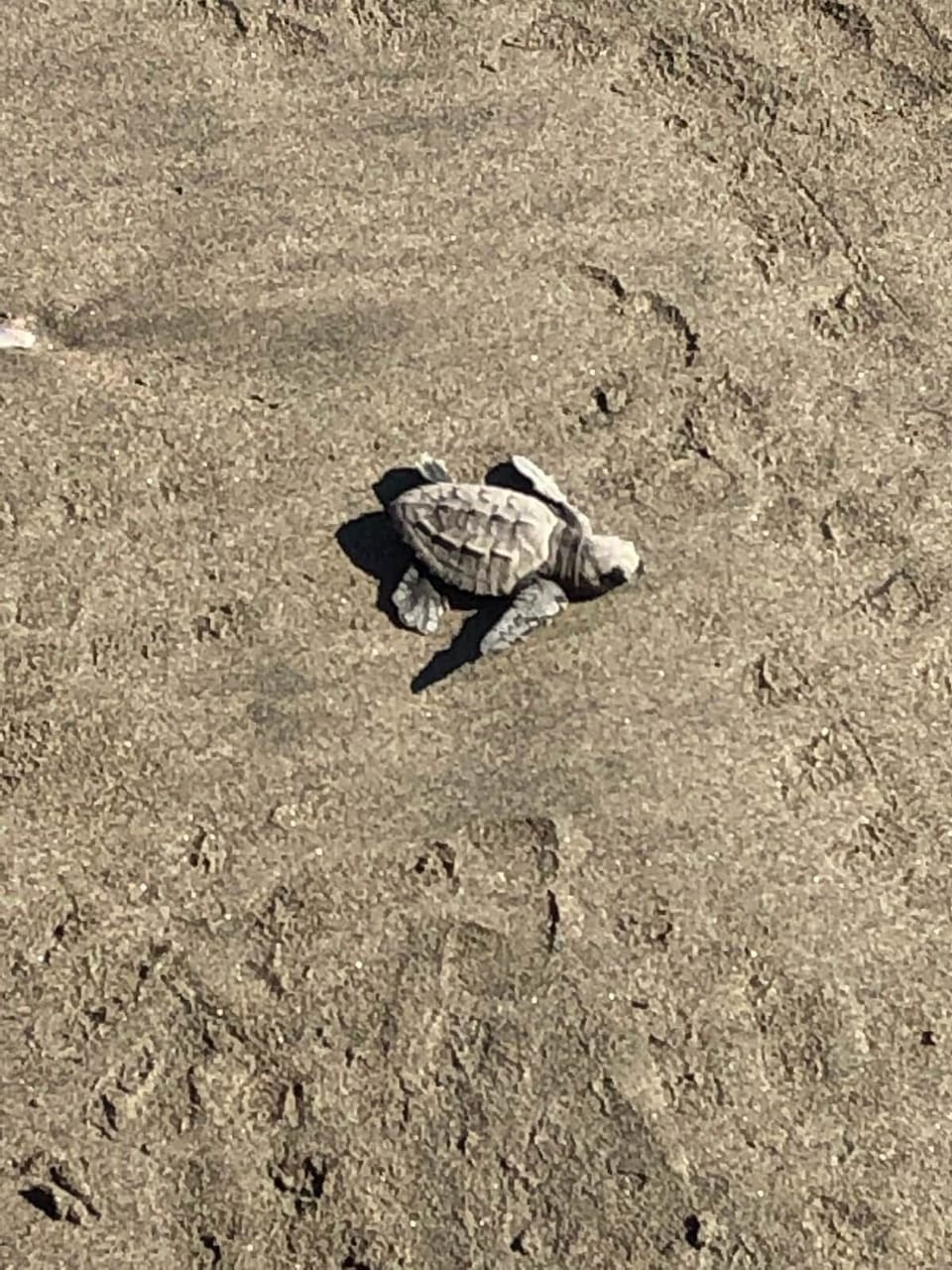 Liberación de tortugas a menos de 10 minutos (sujeto a disponibilidad)