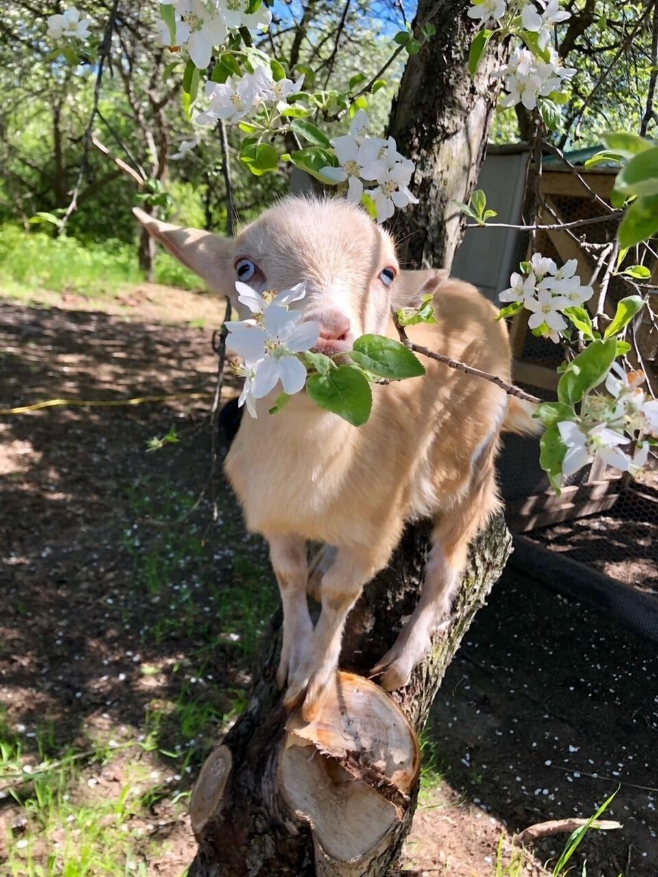 Goats on the farm!
