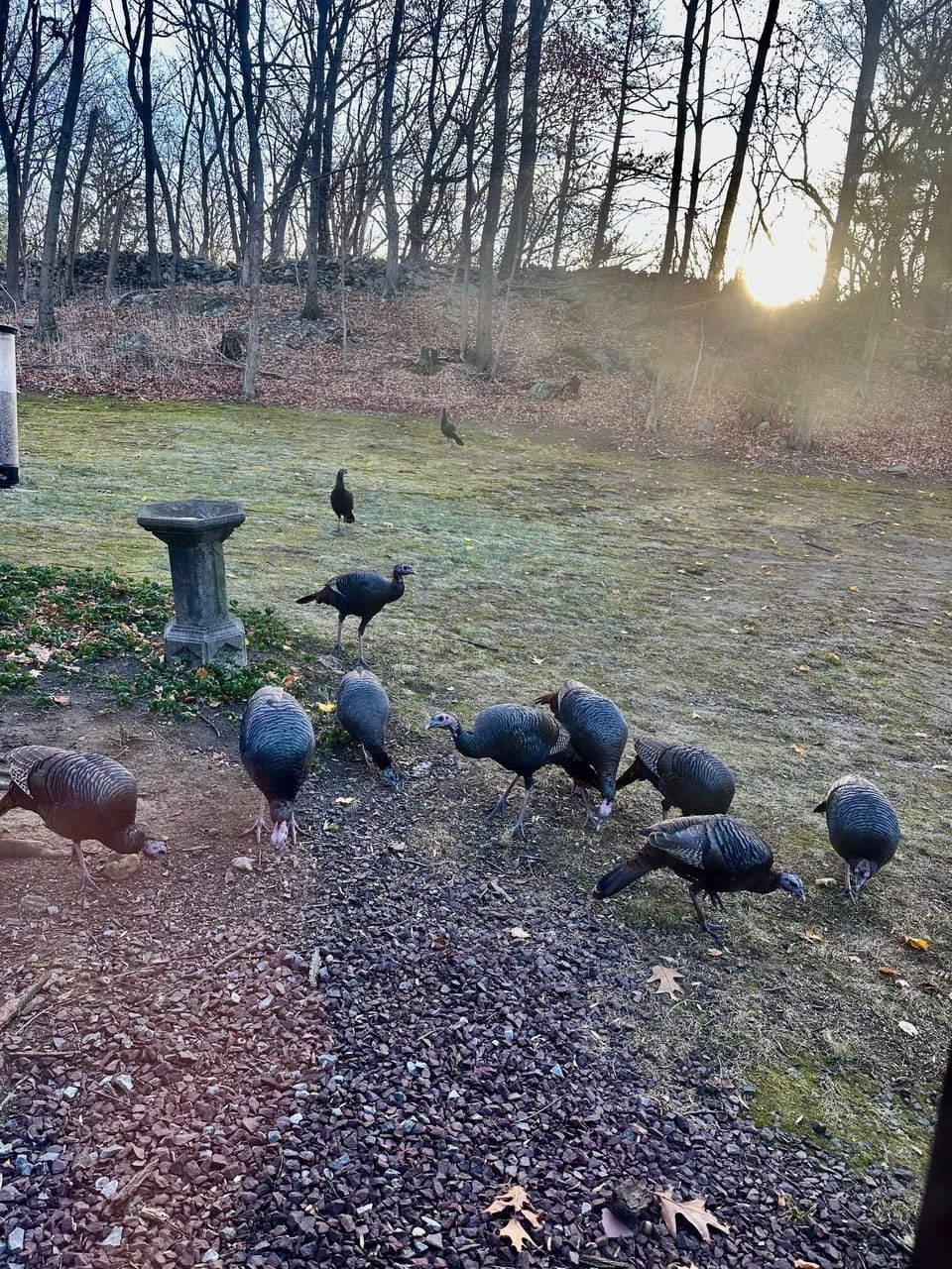 Wild turkeys are frequent visitors.