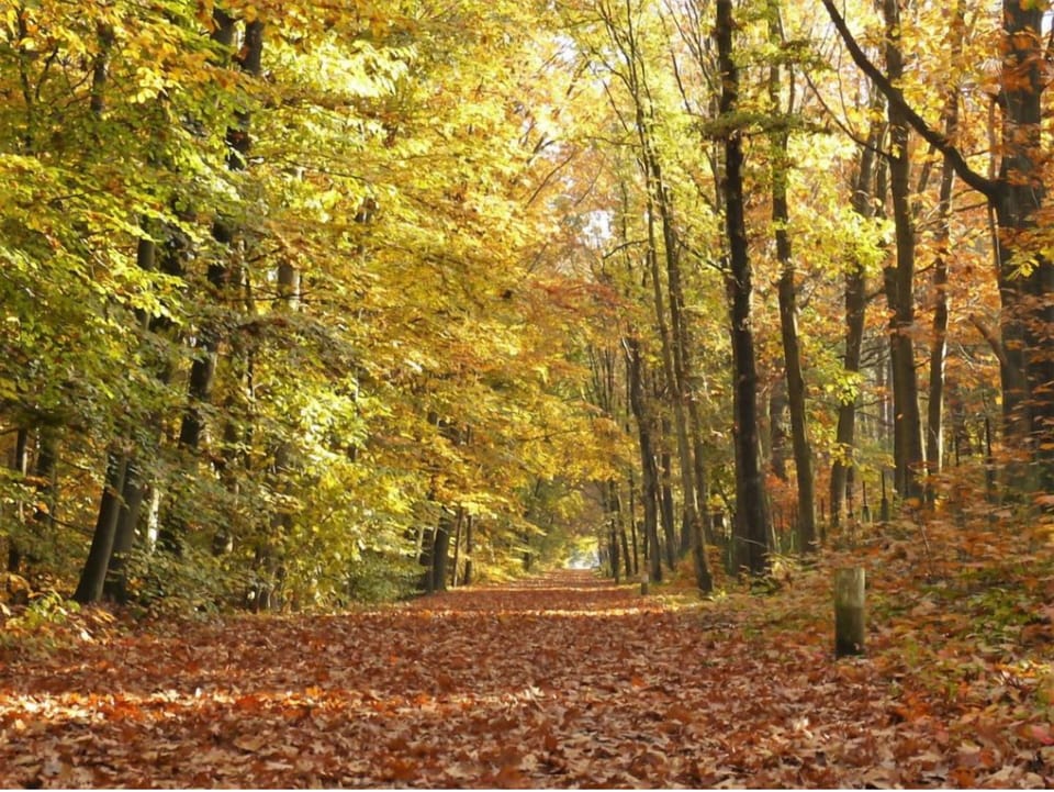 Wander leafy forest trails and breathe crisp autumn air.