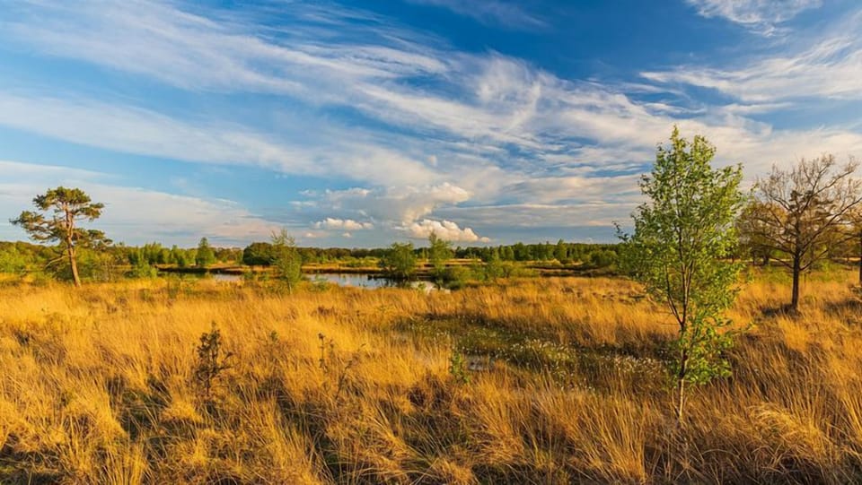 Wander golden fields and enjoy sunset calm in nature.