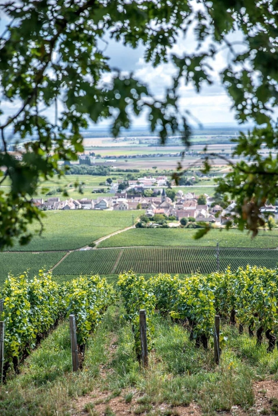 Vineyard