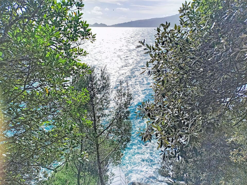 Blue, Branch, Vegetation, Twig, Sunlight, Ocean, Coast, Sound, Tropics