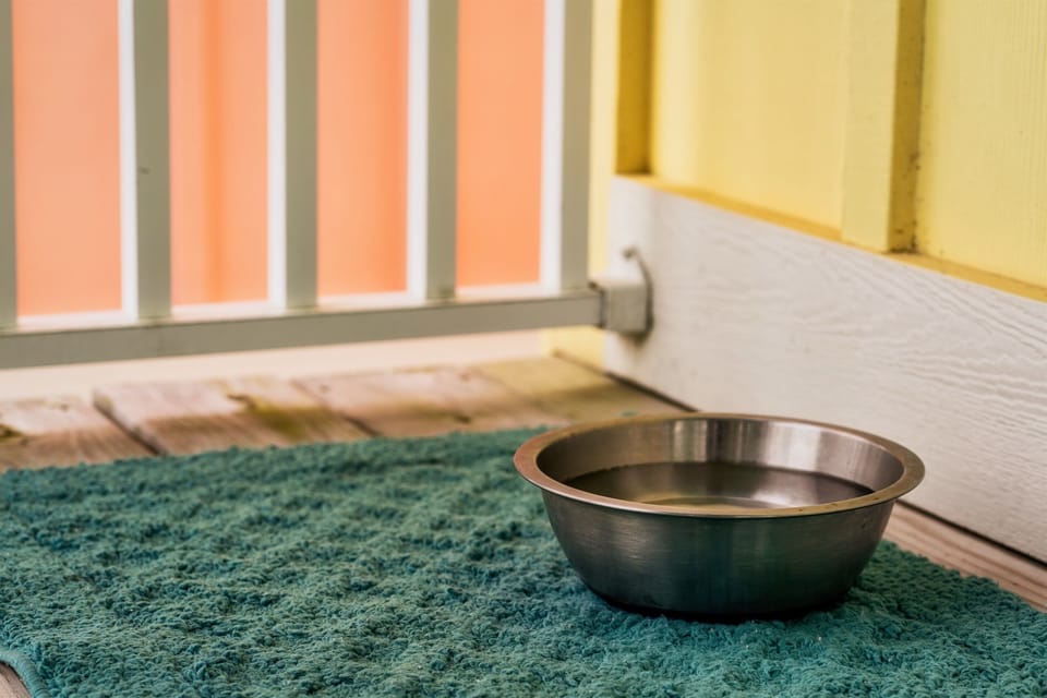 Don't forget the four-legged family members! We’ve set out designer elevated dog bowls to ensure your pups stay as pampered and 'cushy' as the rest of the crew.