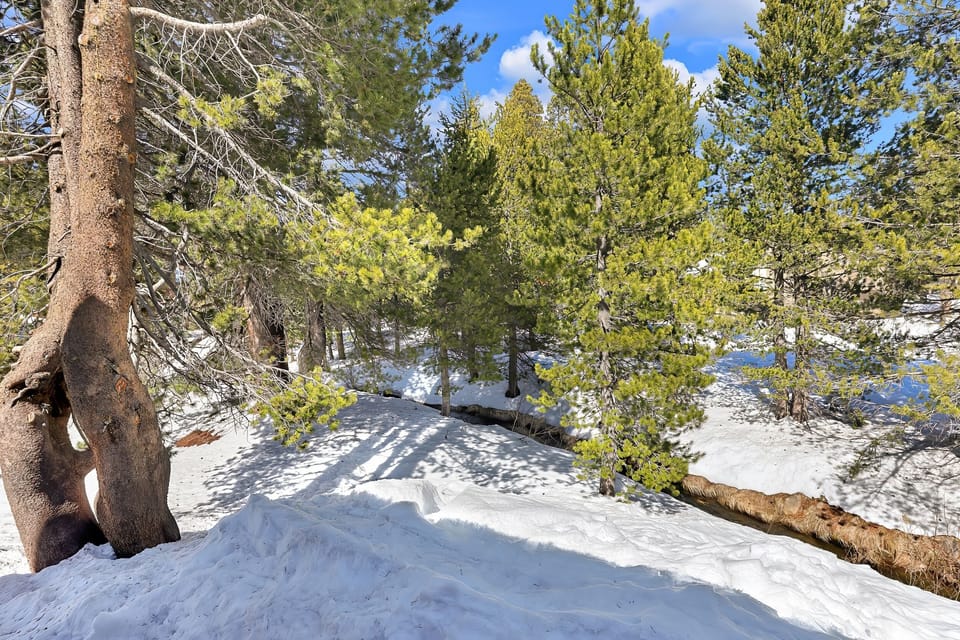 Tree, Tree Trunk, Fir, Nature, Outdoors
