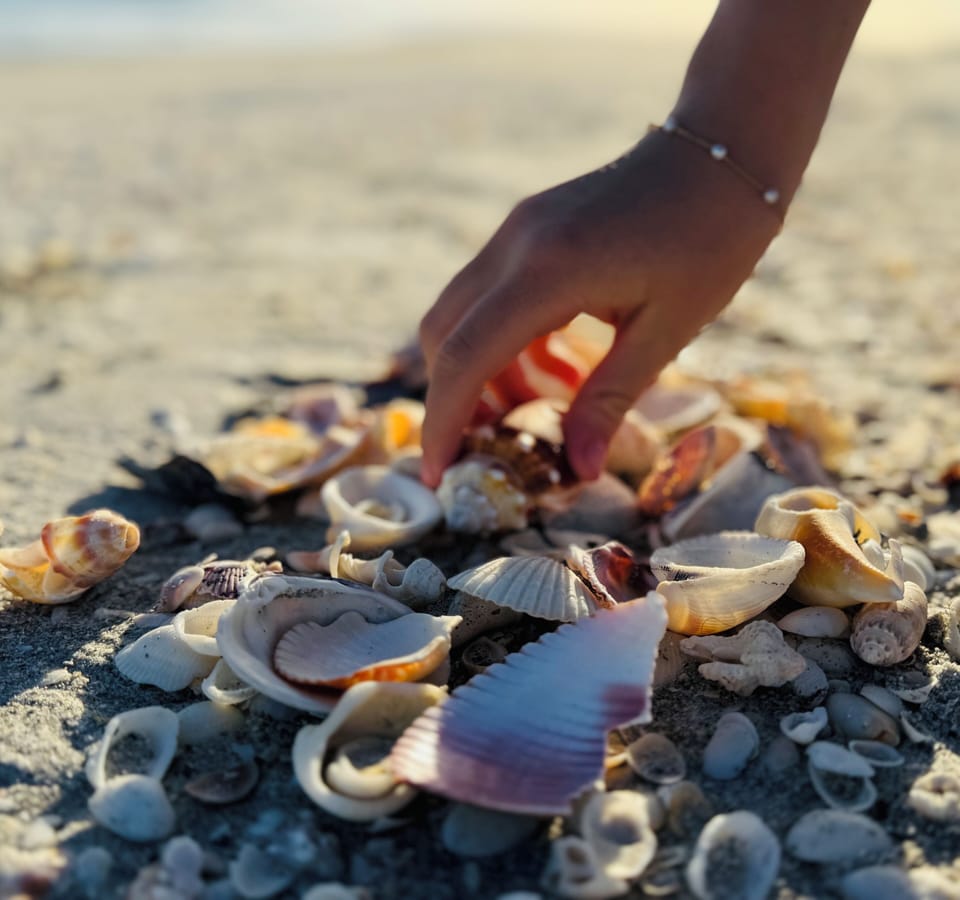 Sanibel has been known to have the best shelling in the world
