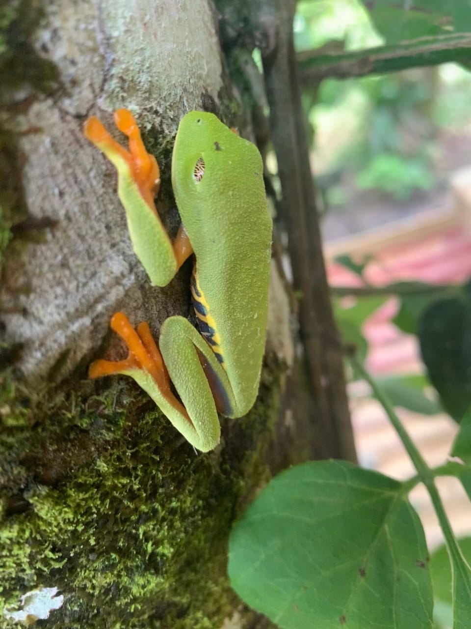 colorful frog in our garden