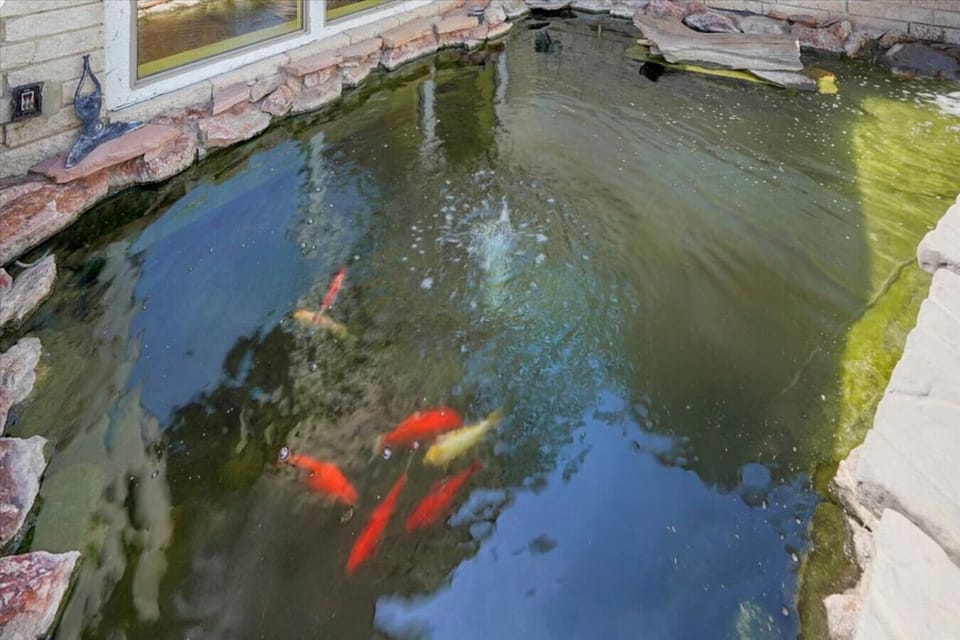 Tranquil pond feature surrounded by greenery.